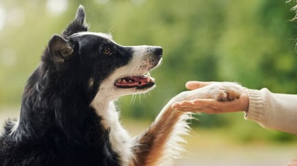 Mutuelle vétérinaire et assurance pour animaux : remboursement des soins vétérinaires