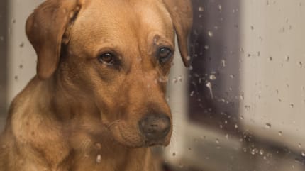 mi perro tiene miedo a los truenos