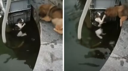 pies ratuje topiącego się kota