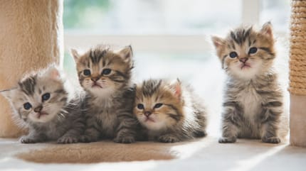 come si contano gli anni dei gatti: cuccioli insieme