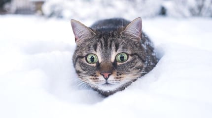 gatto sulla neve a dicembre
