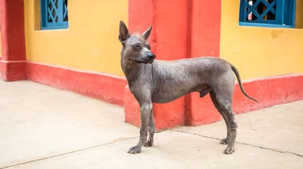 Foto de un perro peruano sin pelo
