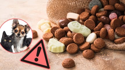 snoepgoed giftig voor honden en katten