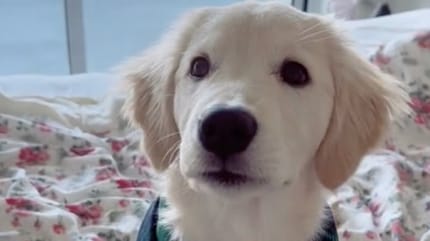 Golden Retriever-Welpe