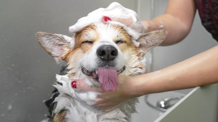 Un chien prend son bain