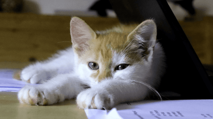 Gattino sulla scrivania in ufficio