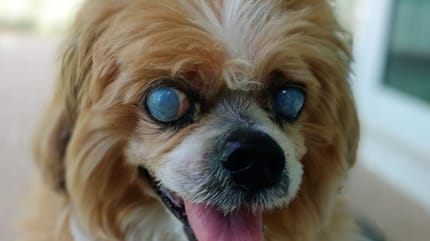 Enfermedades de los ojos en perros fotos