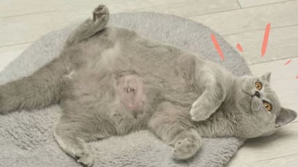 esterilizar a un gato