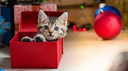 gatti con regali di natale