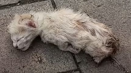 Kleines weißes Katzenbaby