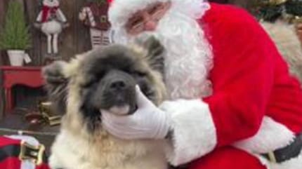 Chief le chien Akita