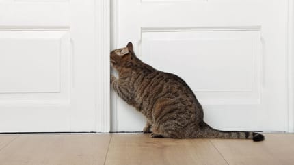 Dlaczego koty nie lubią zamkniętych drzwi?