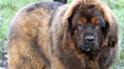 Adi beobachtet genau