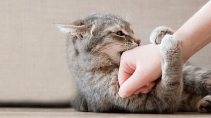 Alla scoperta dei calmanti per gatti aggressivi.