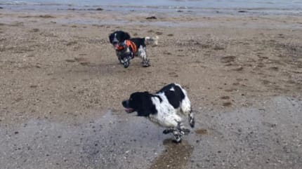 Springer Spaniels am Strand