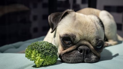 cane con broccolo