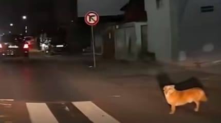 Hund am Straßenrand