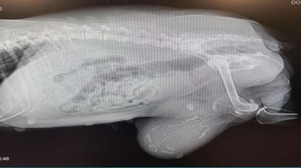 radiografia del cane