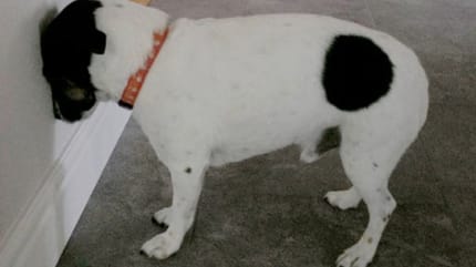 dolor en perros