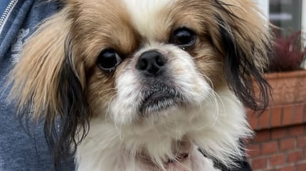 Pekinese mit Wunde am Hals