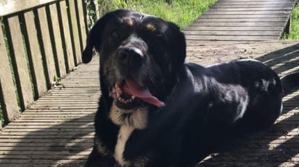 Lily, à adopter
