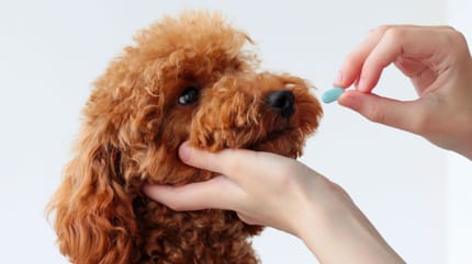 Medicinali umani ai cani