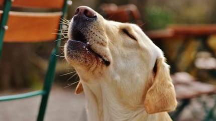 cane color crema che canta