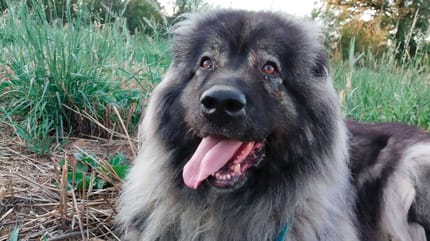 Laska, à adopter