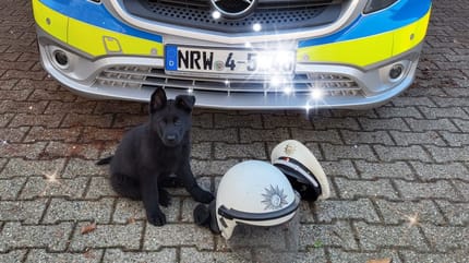 cane poliziotto nero