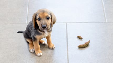 Puppy heeft binnen gepoept