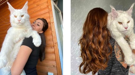 grote kat met verzorger