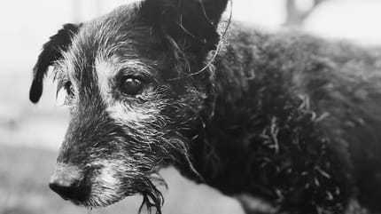 Gamin, un chien de 18 ans