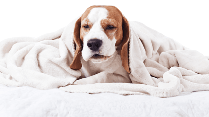 whys my dog coughing/beagle coughing under a white blanket