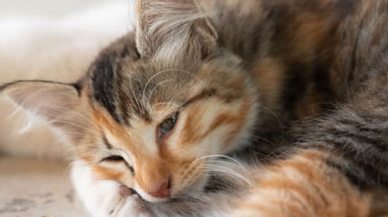 gatto con cistite