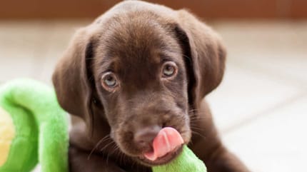 Labrador-Welpe