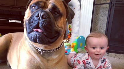 Bullmastiff neben Baby
