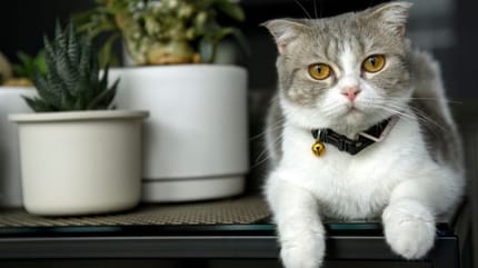 gatto grigio con collare