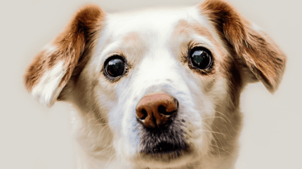 occhi di un cane anziano