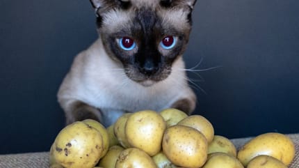 kat met aardappelen