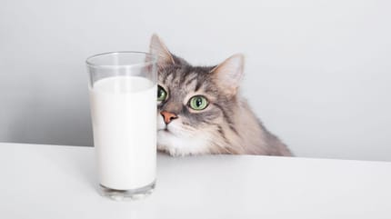 Katze mit Glas Milch