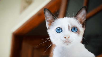 Gattino cucciolo occhi azzurri