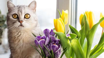 Krokus giftig für Katzen