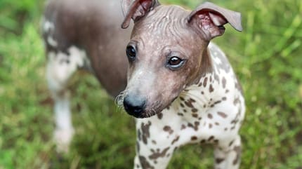 terrier americano sin pelo