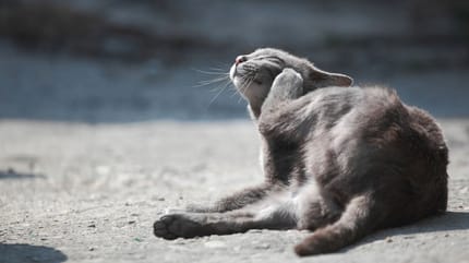 Gale du chat