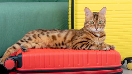 Bengaalse cat zit op koffers