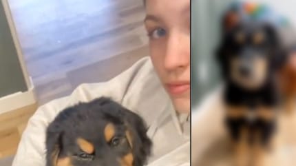 incrocio di golden retriever e bovaro del bernese