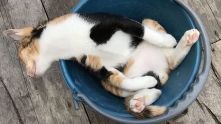 significato delle posizioni del gatto quando dorme: micio dentro un secchio
