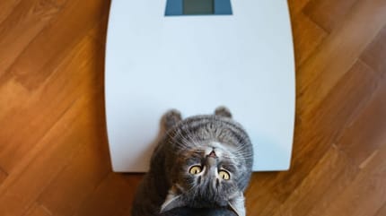 Kat op een weegschaal