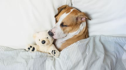cane che dorme tanto nel letto con un peluche