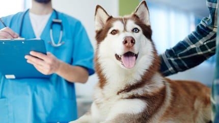 Hond op de operatietafel bij de dierenarts
